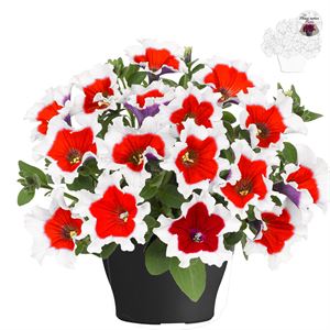 Afbeelding van Petunia TP26 Red picotee